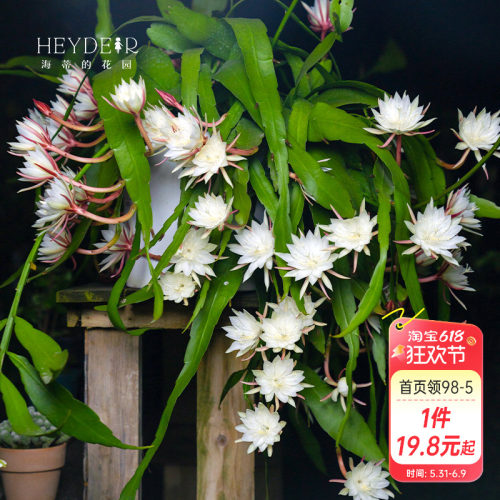 海蒂的花园月下美人昙花好养