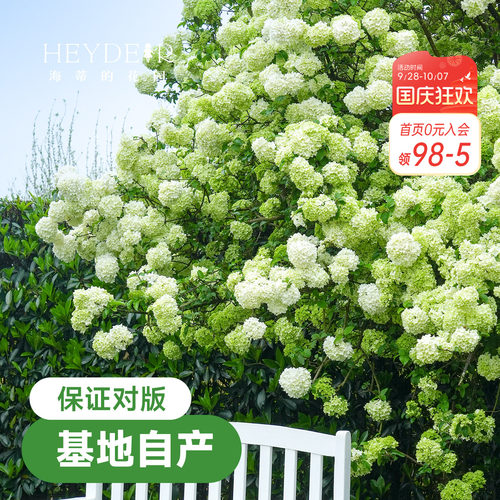 中华木绣球【小红书10万人种草】