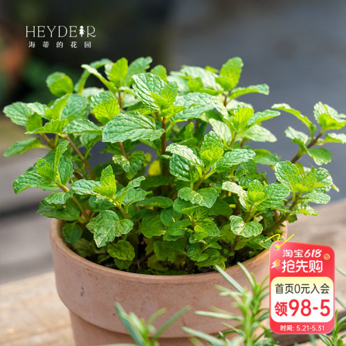 海蒂的花园香草薄荷迷迭香室内