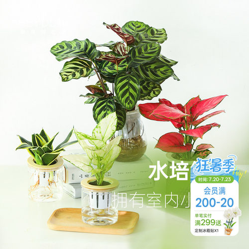 海蒂的花园桌面绿植盆栽