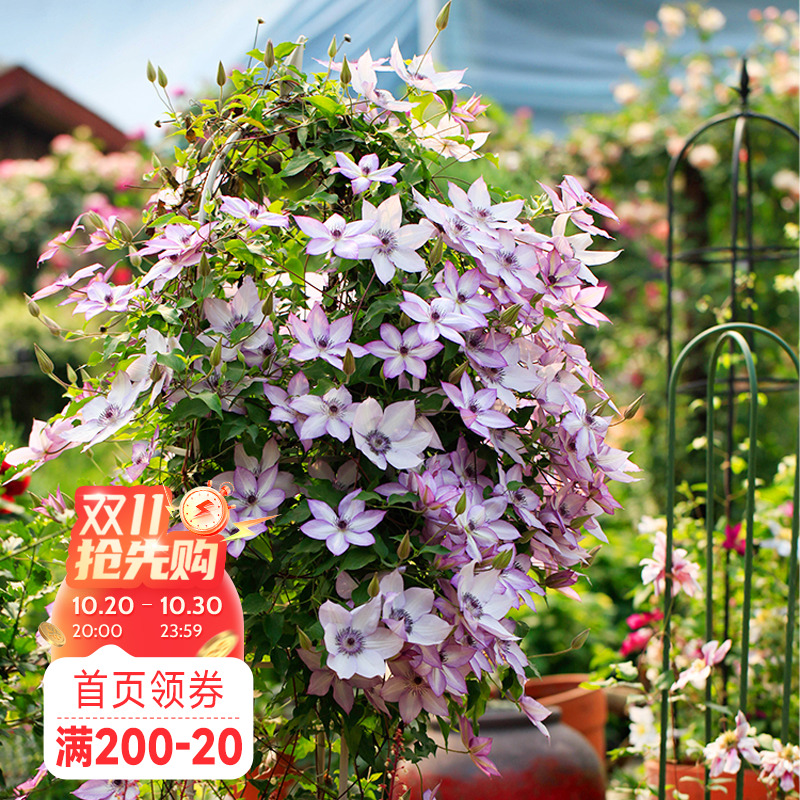 海蒂的花园铁线莲阳台爬藤乌托邦