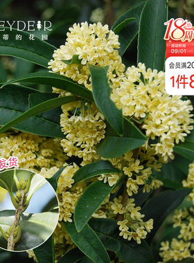 海蒂浓香四季桂花盆栽