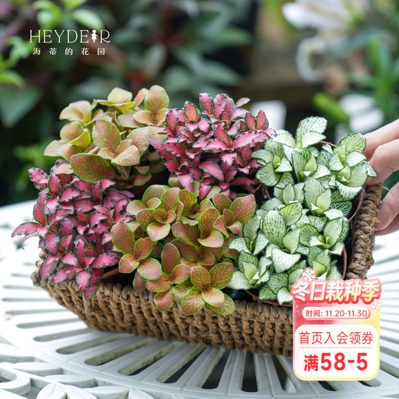 海蒂的花园网纹草阳台室内桌面绿植盆栽苗微景观迷你彩色观叶植物