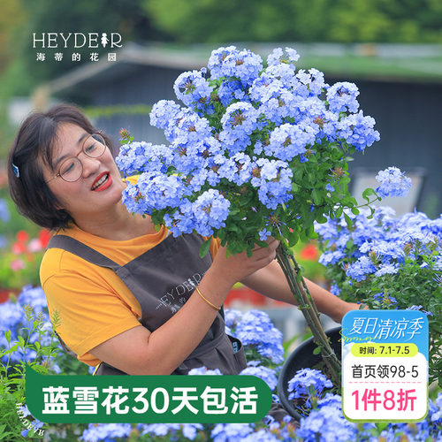 海蒂的花园蓝雪花盆栽耐热阳台可爬藤四季好养易活花卉植物室内花