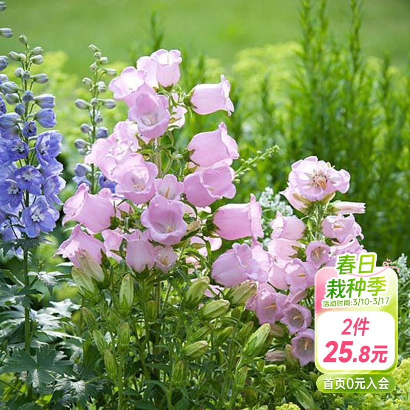 海蒂的花园 风铃草阳台庭院好养植物蓝色粉色花境搭配花卉盆栽苗