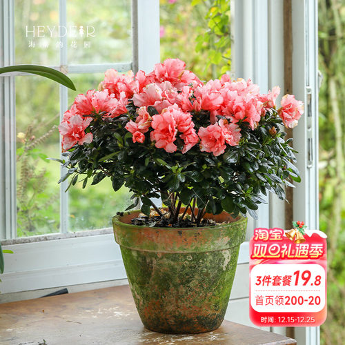 海蒂的花园杜鹃花耐阴室外