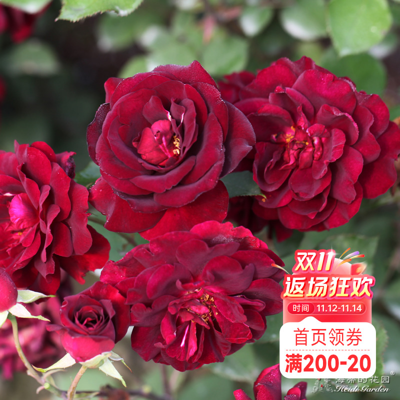 海蒂的花园路易十四玫瑰直立月季