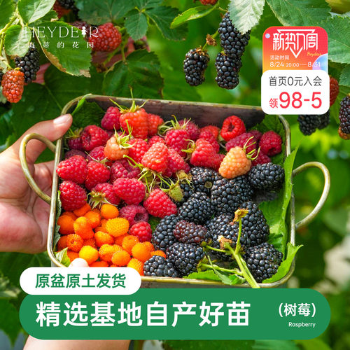海蒂的花园树莓浆果耐寒灌木好养