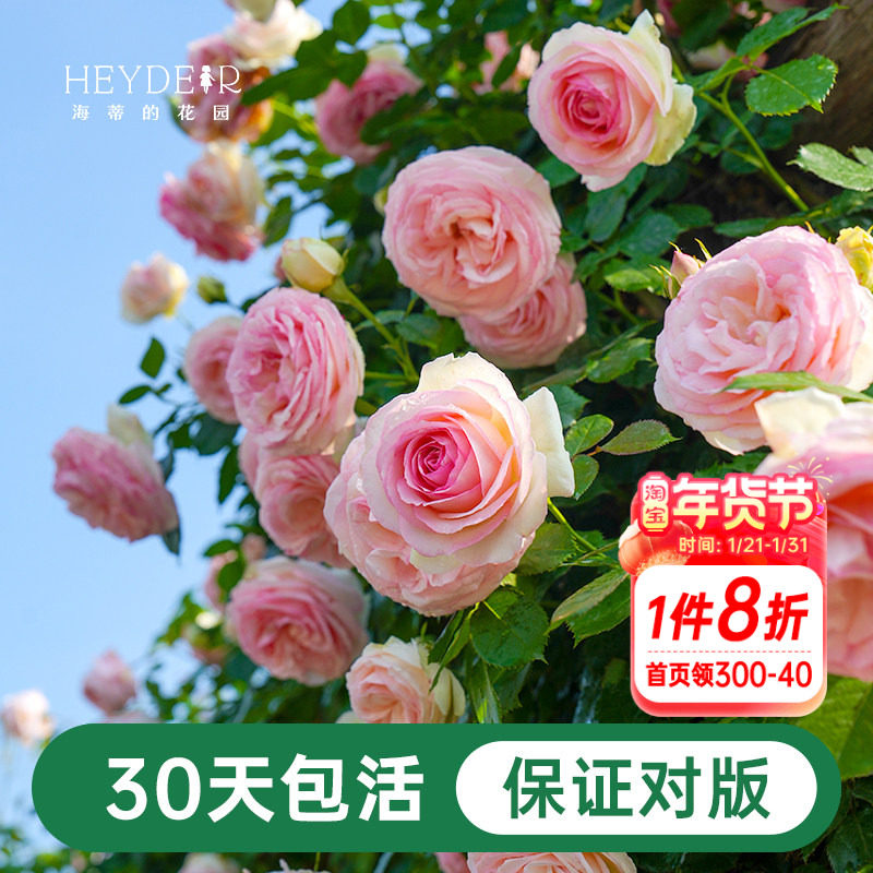 海蒂的花园月季花苗盆栽粉色龙沙宝石木本花卉阳台开花玫瑰海妈家,鲜花速递/花卉仿真/绿植园艺,月季/蔷薇/玫瑰,淘宝优惠券,粉丝福利购,淘宝优惠卷