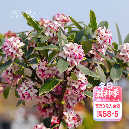 海蒂金边瑞香客厅花卉植物