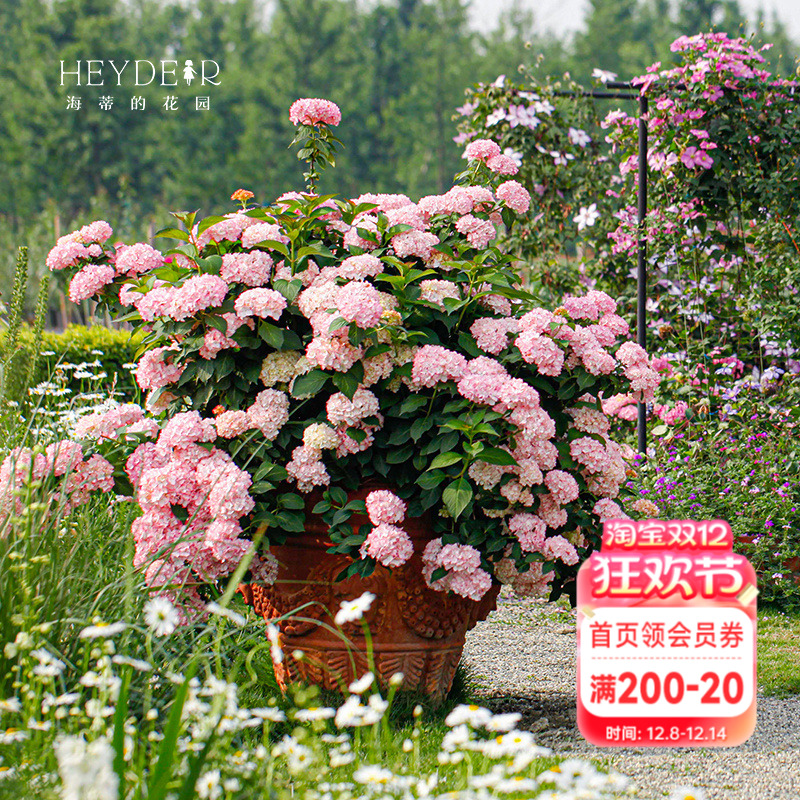 海蒂的花园塞布丽娜绣球开花早