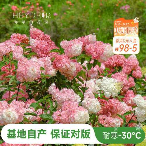 海蒂的花园北极熊耐寒花色多变