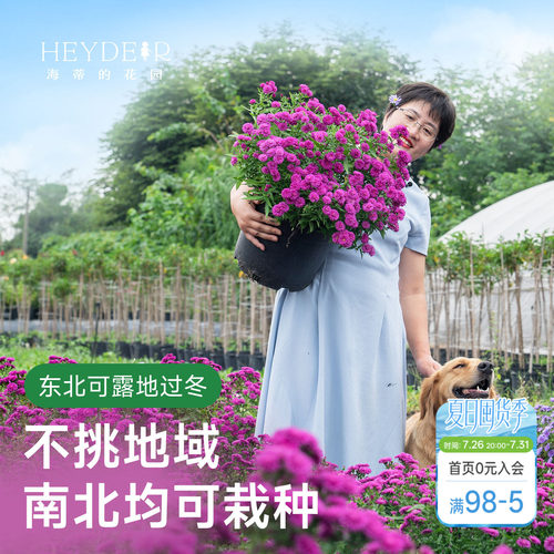 海蒂的花园荷兰菊盆栽小卡罗花苗多年生花卉阳台庭院开花耐寒植物