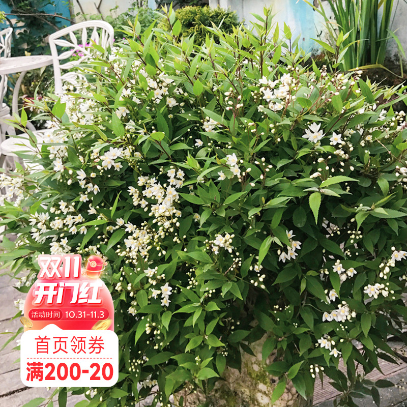 海蒂的花园 雪球冰生溲疏庭院阳台楼顶好养护垂吊植物花苗盆栽苗