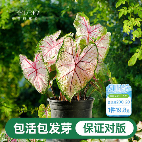 海蒂的花园彩叶芋种球粉色飞溅白色恋人桌面盆栽观叶植物室内绿植