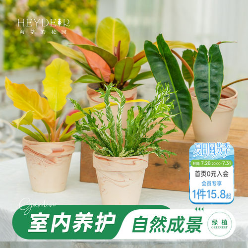 海蒂的花园蔓绿绒室内绿植带陶盆