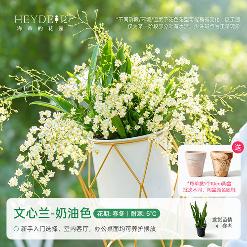 海蒂的花园成都总店文心兰盆栽兰花室内桌面绿植花卉植物好养海妈