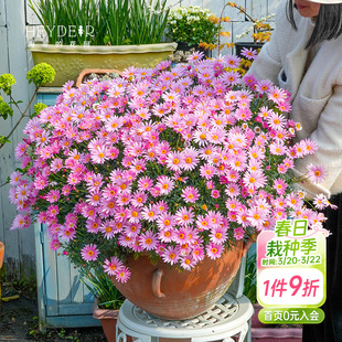 海蒂的花园玛格丽特多年生洋菊阳台庭院盆栽地栽菊科草本花卉植物