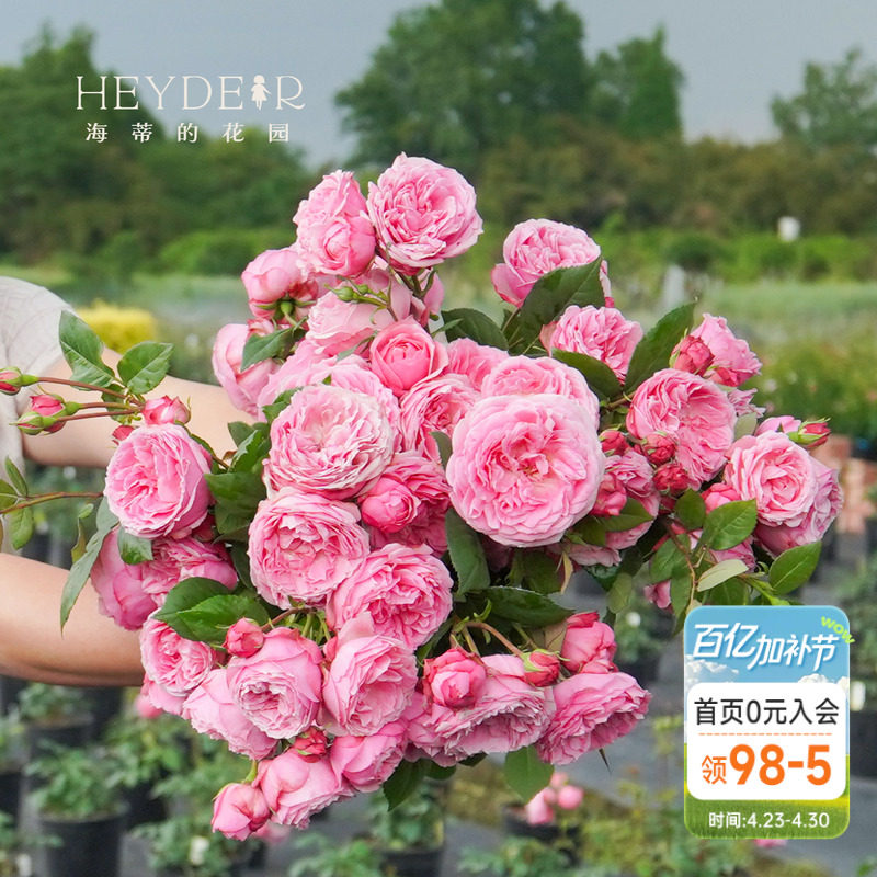 海蒂的花园 京 微型直立月季勤花开花机器适合阳台花卉盆栽苗