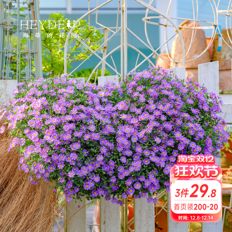 海蒂的花园姬小菊好养带花发货