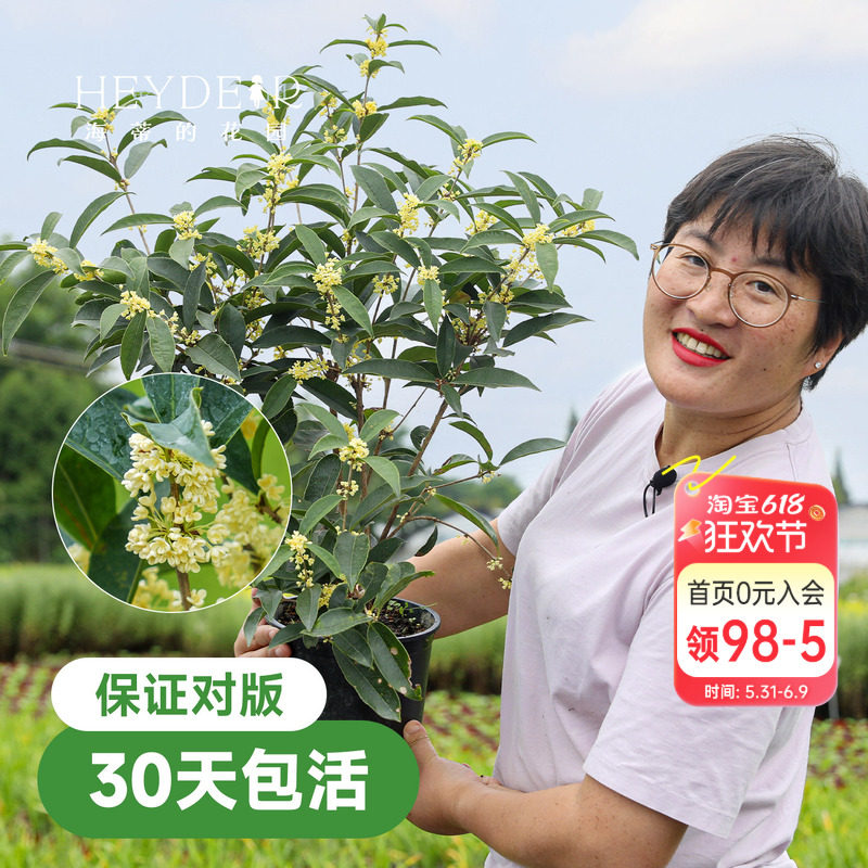 海蒂的花园桂花树苗四季桂盆栽室内可养庭院地栽花卉绿植八月金桂