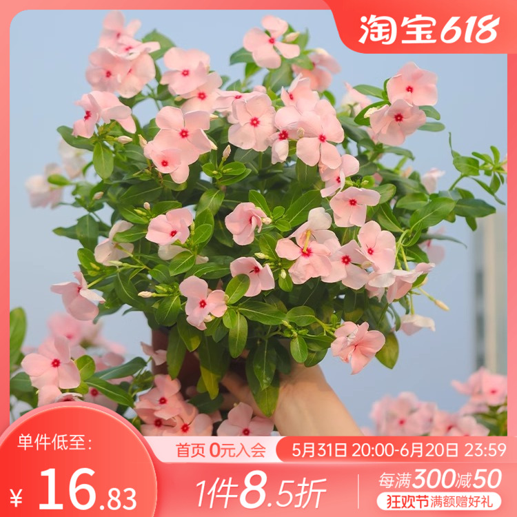 海蒂的花园栀子花茉莉阳台好养