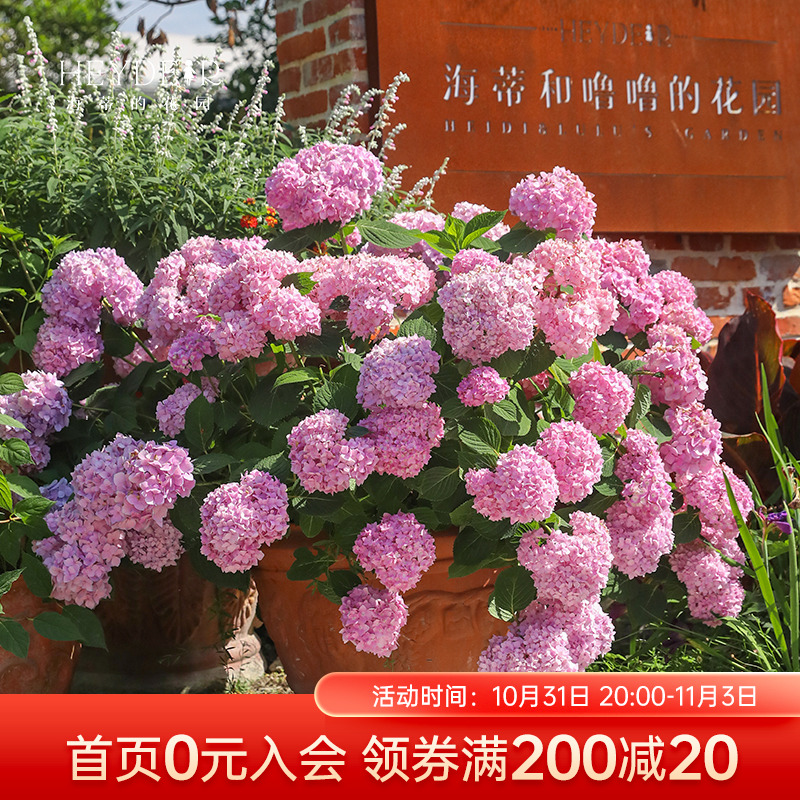 海蒂的花园 无尽夏绣球花苗新手好养阳台植物花卉盆栽新老枝开花
