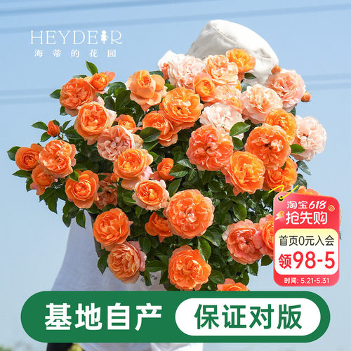 海蒂的花园月季花苗盆栽小苗爬藤玫瑰果汁阳台多季开花地栽花苗