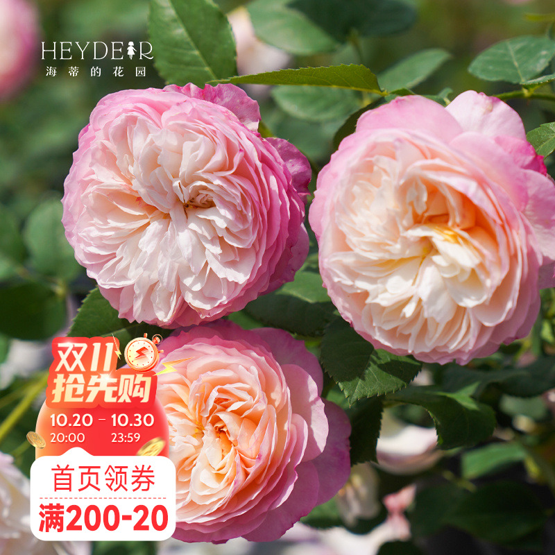 海蒂的花园月季花苗康斯坦茨奥斯汀灌木大花包子多头勤花阳台花卉