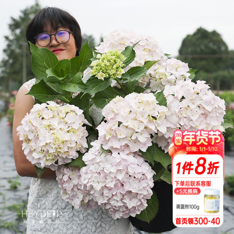 海蒂的花园青岛绣球大花粉白色可爱耐阴阳台露台花卉植物盆栽花苗