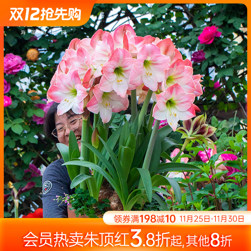 海蒂的花园南非朱顶红阿弗雷进口种球鬼魅滑稽演员花卉植物室内花