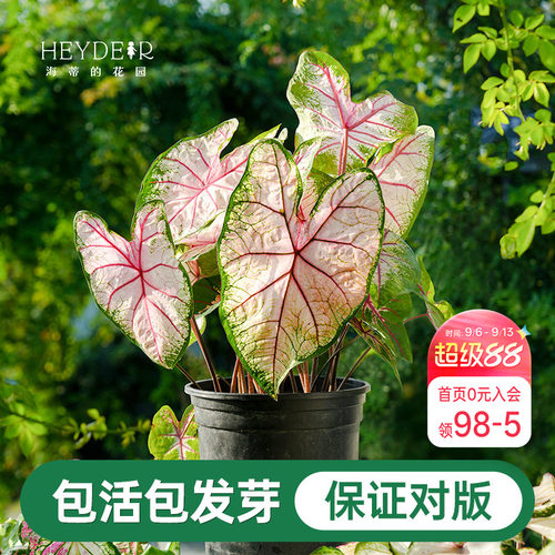 海蒂的花园彩叶芋种球粉色飞溅白色恋人桌面盆栽观叶植物室内绿植