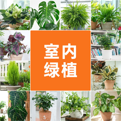海蒂的花园室内绿植铂金钻龟背竹盆栽室内客厅桌面办公室观叶植物