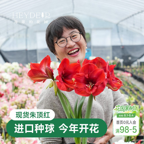 海蒂的花园秘鲁朱顶红室内开花