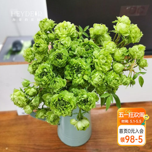 海蒂的花园  结绿珍微月直立月季绿色多季开花花量大花卉植物盆栽 - 封面