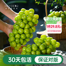 花园葡萄树苗阳光玫瑰盆栽南北方种植爬藤地栽果树海妈家 海蒂