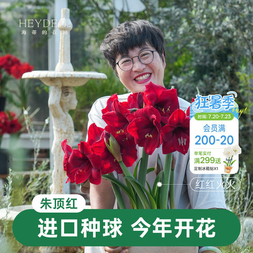 【小红书10万人种草】进口朱顶红