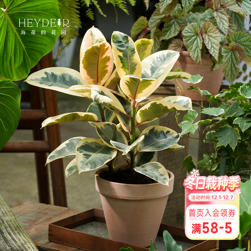 橡皮树桌面客厅观叶绿植