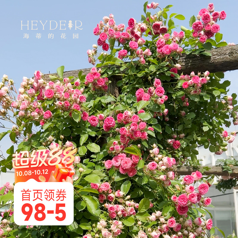 海蒂的花园爬藤栅栏拱门丰花月季