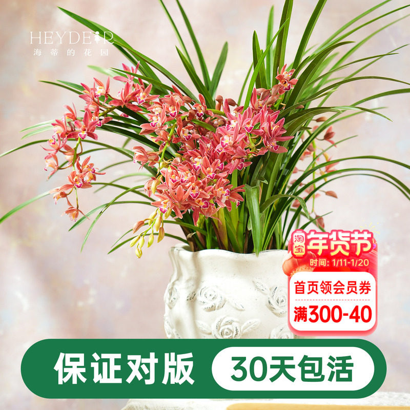 海蒂的花园 兰花兰草盆栽杂交蕙兰草本阳台室内花卉植物盆栽苗,鲜花速递/花卉仿真/绿植园艺,国兰/杂交兰/洋兰类,淘宝优惠券,粉丝福利购,淘宝优惠卷