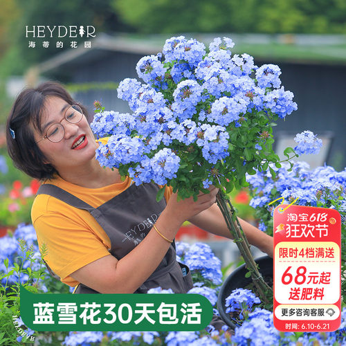 海蒂的花园蓝雪花盆栽耐热阳台可爬藤四季好养易活花卉植物室内花