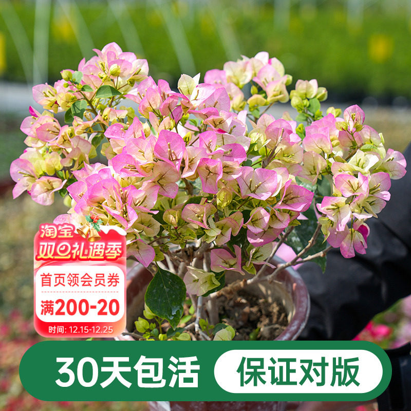 海蒂的花园三角梅盆栽爬藤灌木好养风景树植物阳台庭院花卉树苗