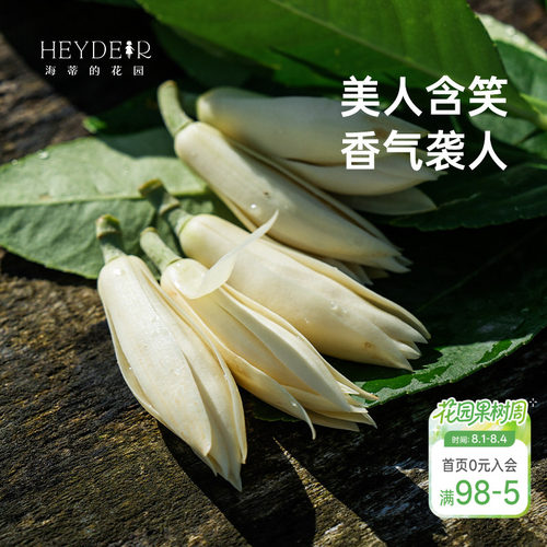 海蒂的花园黄葛兰黄角兰白兰花四川本土植物耐热香味花卉树苗盆栽