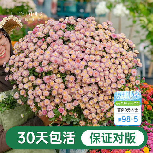 球菊菊花盆栽多年生花卉好养