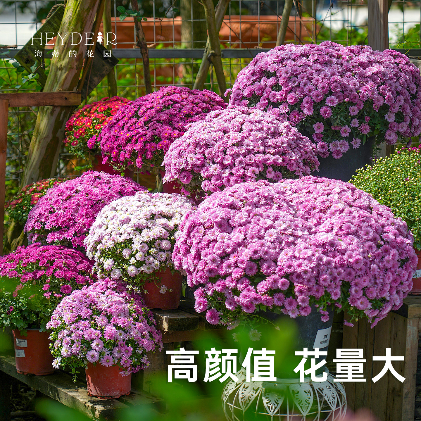 海蒂的花园球菊盆栽多年生宿根花卉耐热耐晒带花苞阳台花园植物