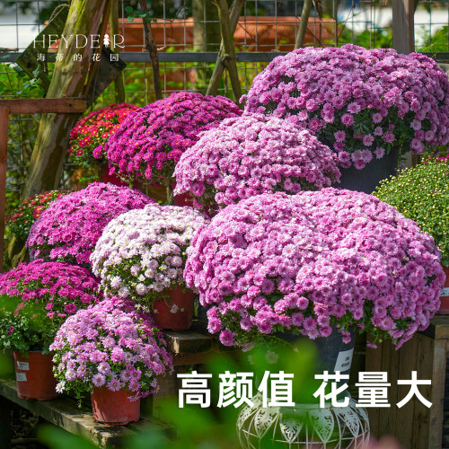 海蒂宿根草花球菊带花盆栽