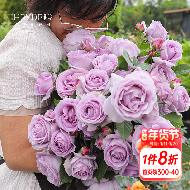 海蒂的花园蓝色风暴月季灌木花苗盆栽多季开花阳台庭院植物花卉