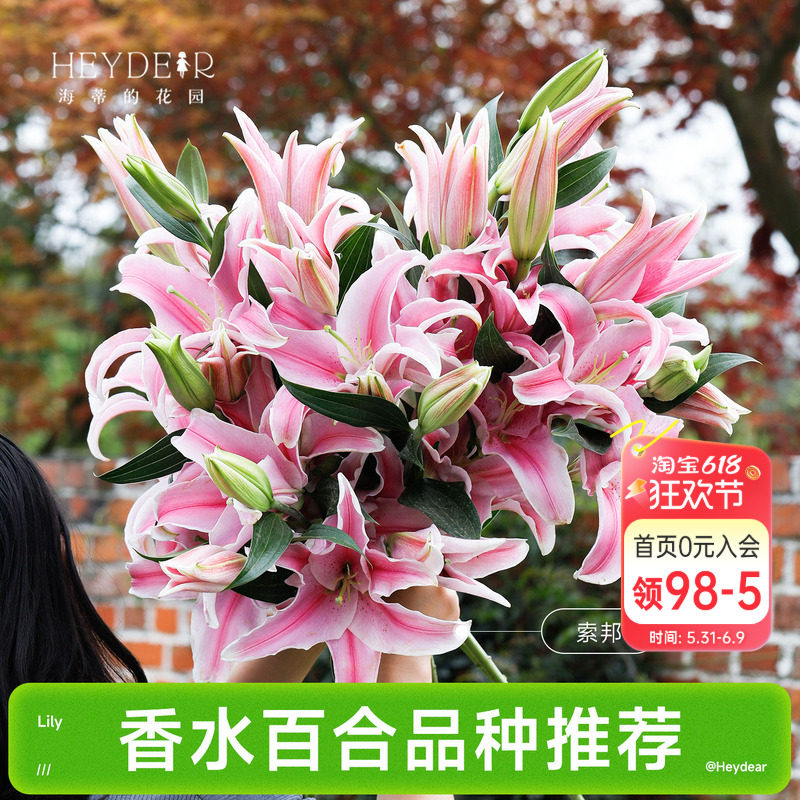 海蒂的花园成都总店  香水百合品种进口球根重瓣单瓣庭院盆栽植物