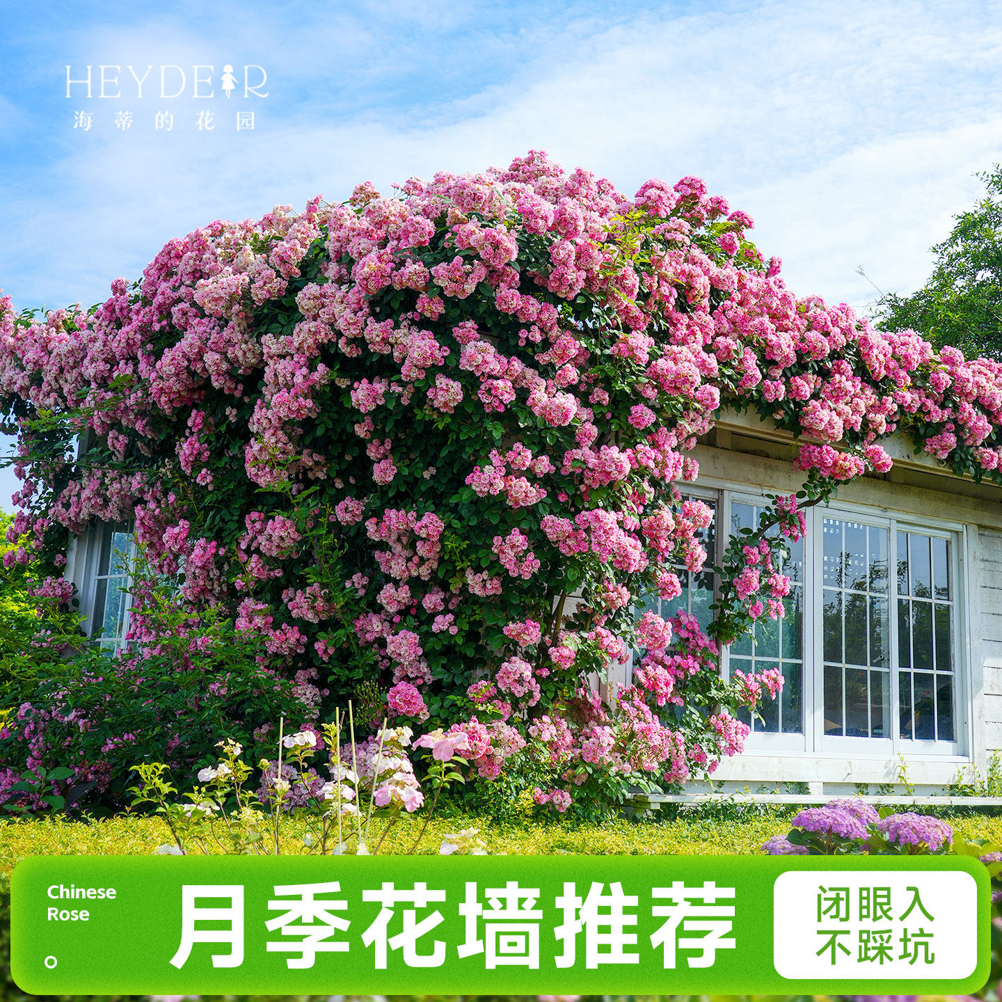 海蒂的花园成都总店月季花苗爬藤花墙藤本玫瑰盆栽花卉绿植海妈家