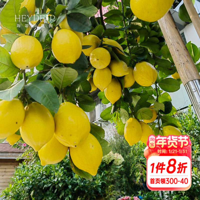 海蒂的花园 香水柠檬树苗脆皮金桔盆栽桔子树枇杷盆栽南方果树苗,鲜花速递/花卉仿真/绿植园艺,果树,淘宝优惠券,粉丝福利购,淘宝优惠卷